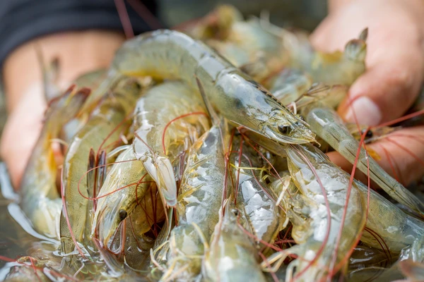 Scrimps_Aquaculture