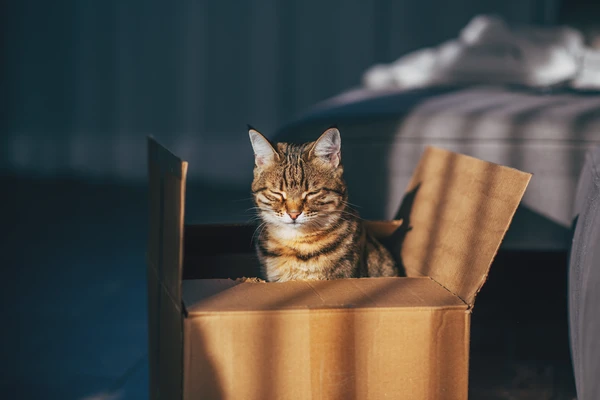 Cat hide in a paper box