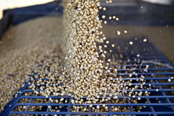 Corn harvest