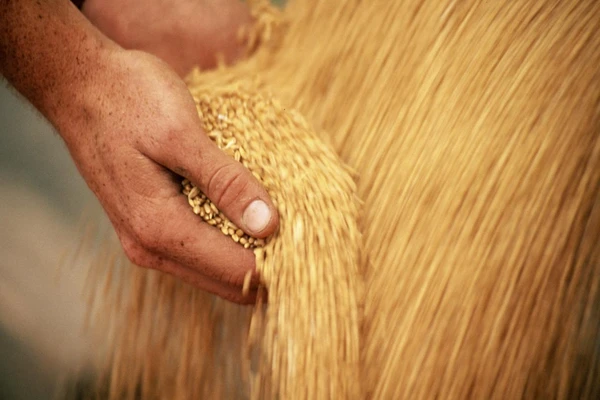 Hand holding grain
