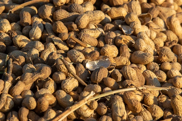 A Heap Of Freshly Harvested Peanut