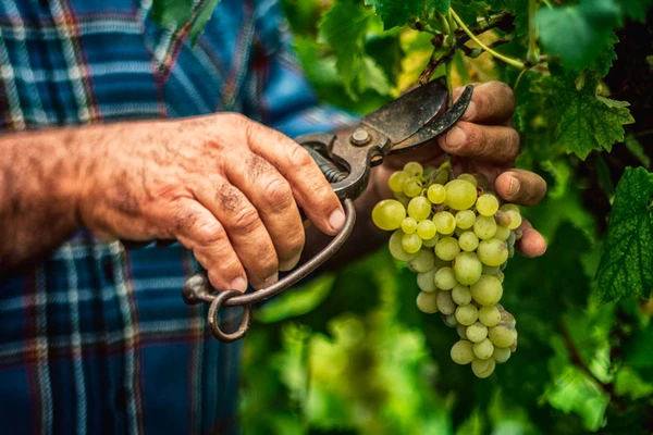 An older man cutting grapes from vines