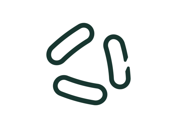 Bacillus amyloliquefaciens