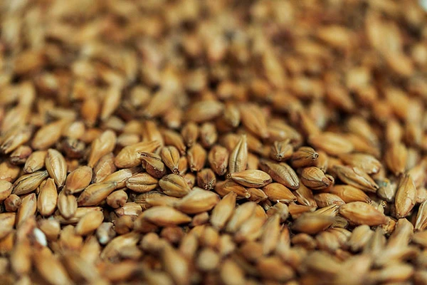 Barley close up