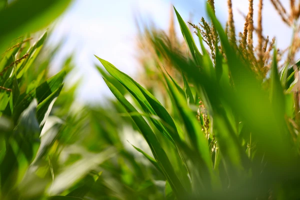 Close-up of crops growing on field against sky 