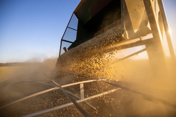 Freshly Harvested Peanuts Loaded Into A Truck