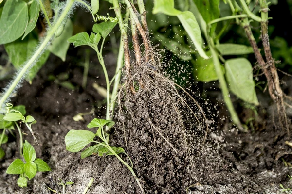 Farmer harvesting beans (closeup shot on hands) 