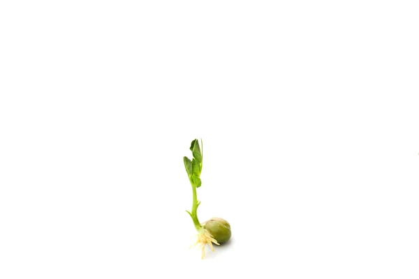 Pea growing into a plant