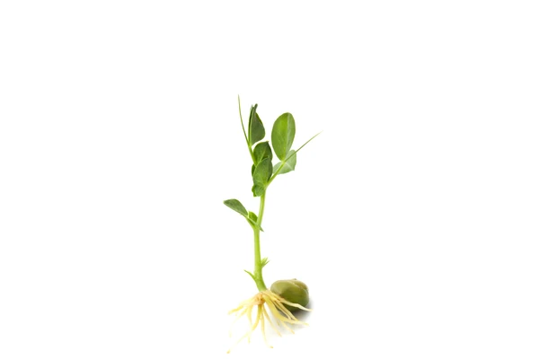 Pea growing into a plan