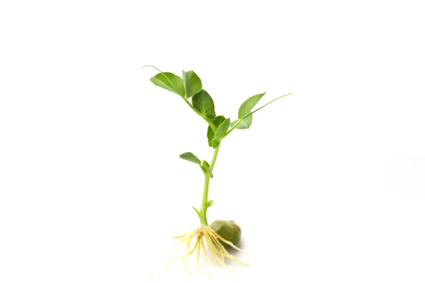 Pea growing into a plan