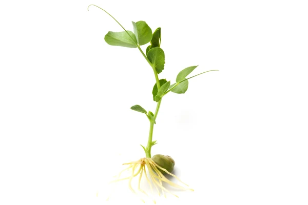 Pea growing into a plan
