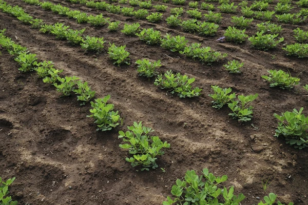 Peanut field