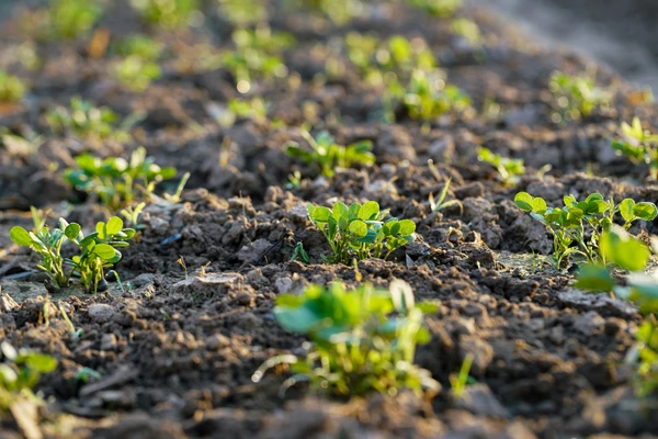 Peanuts sapling growing in the field under morning sunshine
