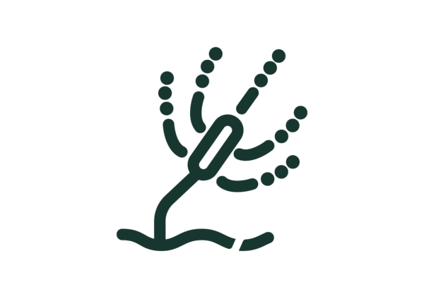 Penicillium bilaiae