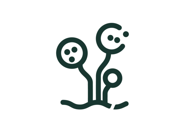 Rhizobium leguminosarum