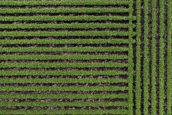 Soybean crops aerial view.