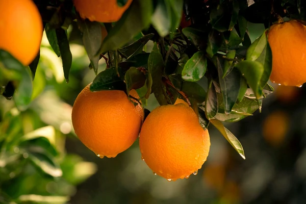 Two oranges on a tree
