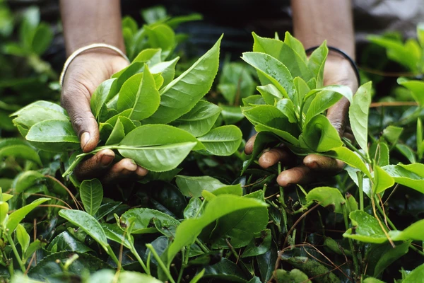 Woman Tea Picker holding Tea Leaves