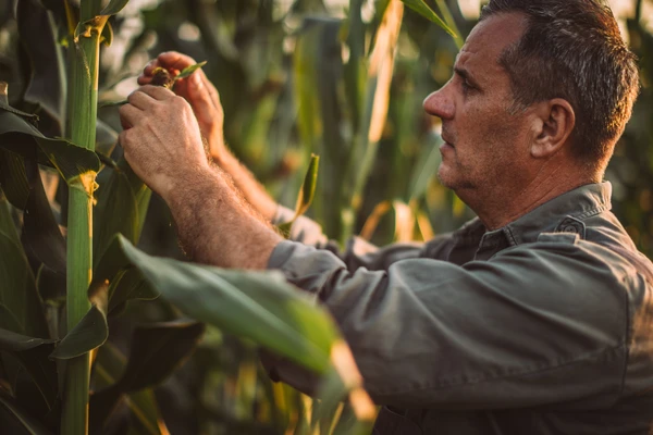farmer looking at corn