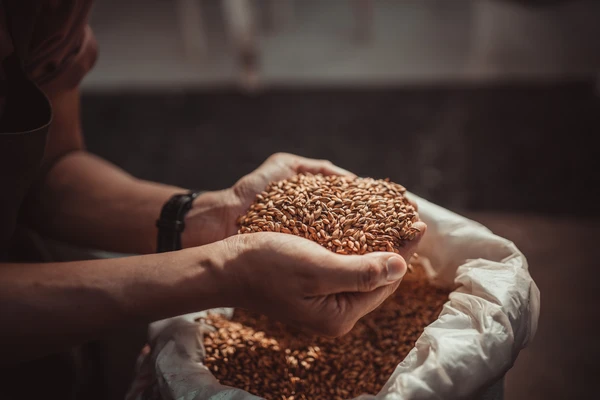 Hands holding barley