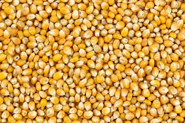 Above view of corn kernels