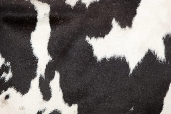 Skin of a cow