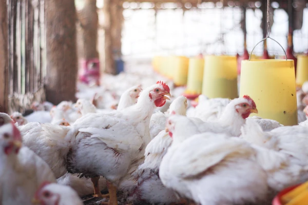 chickens