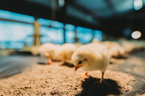 chicks