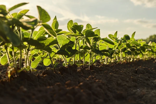 soybean field