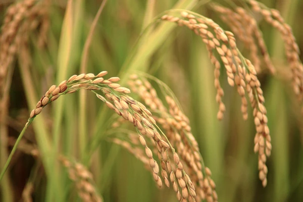 rice plants
