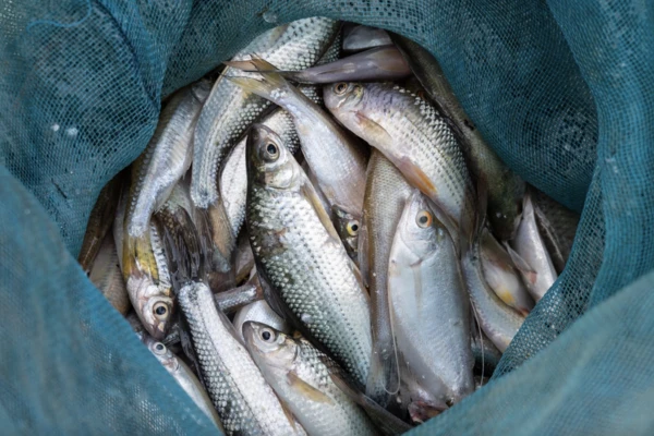 a bag of fishes