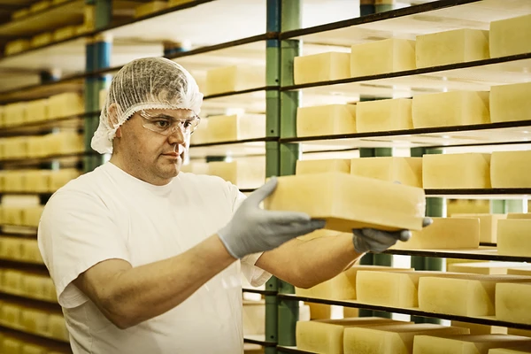A cheesemaker in a cheese ripening room wearing food safe gloves and a hair net, examining a block of cheese 