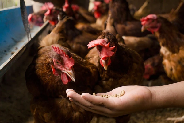 Hand feeding chickens