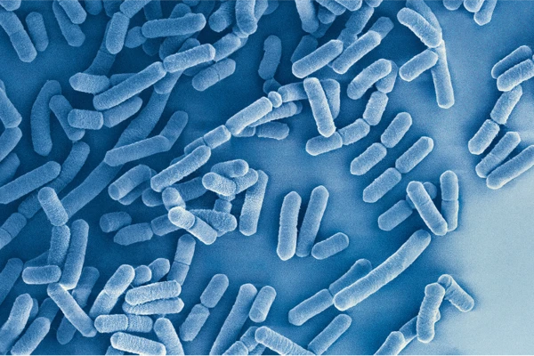 microbial image
