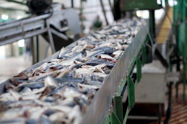 Loads of fishes on a conveyer belt