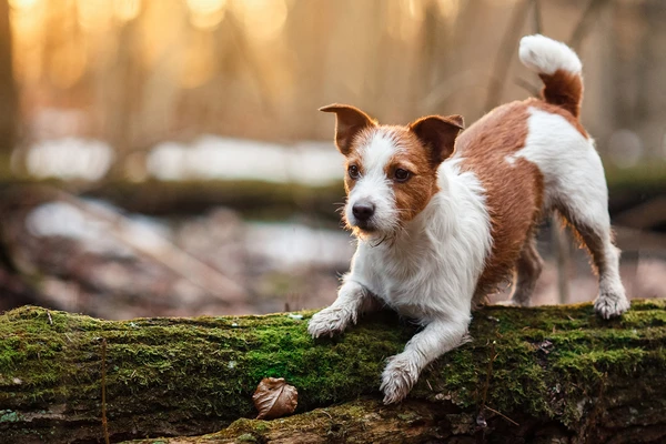 Pet_care