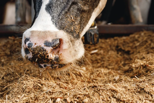 Dairy cow eating silage