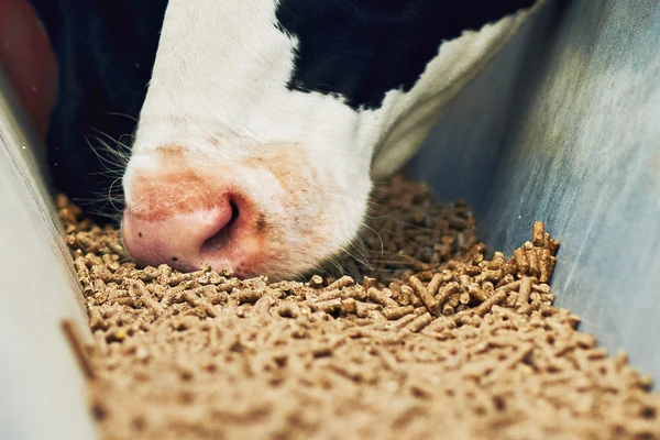 Dairy cow eating pellets
