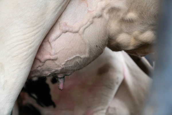 Cow udder