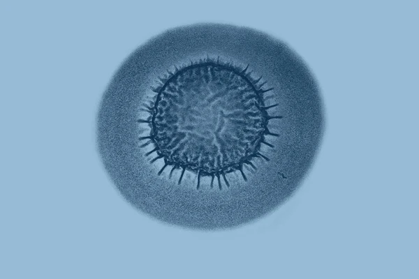 B subtilis animal microbial image