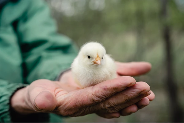 chicken on a man's hand