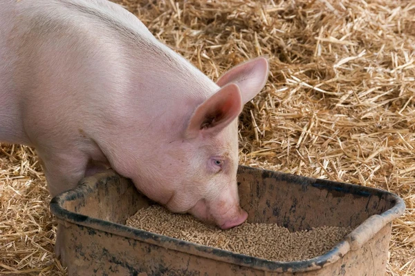 pig eating grains