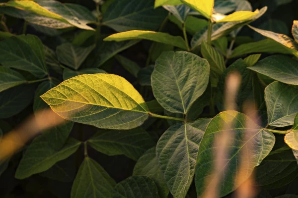 Close‑up of green soybean plants, representing plant‑based ingredients used in hybrid dairy innovation. 