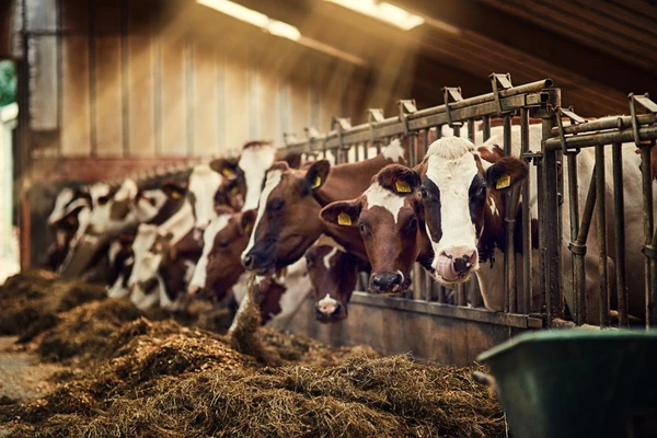 Dairy cows feeding in a barn, illustrating improved feed efficiency, enhanced animal health, and increased milk production. 