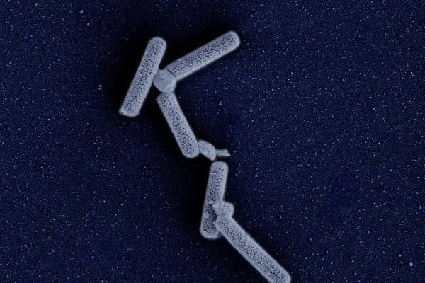 Microbial_image_DDS1