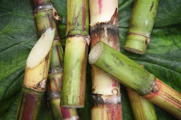 fresh cout of pieces of sugar cane