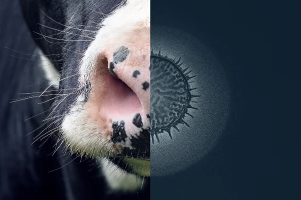 Feed Smarter Dairy