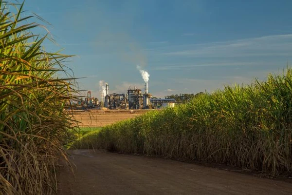 a shoot with sugar cane in the front and factories at the far end