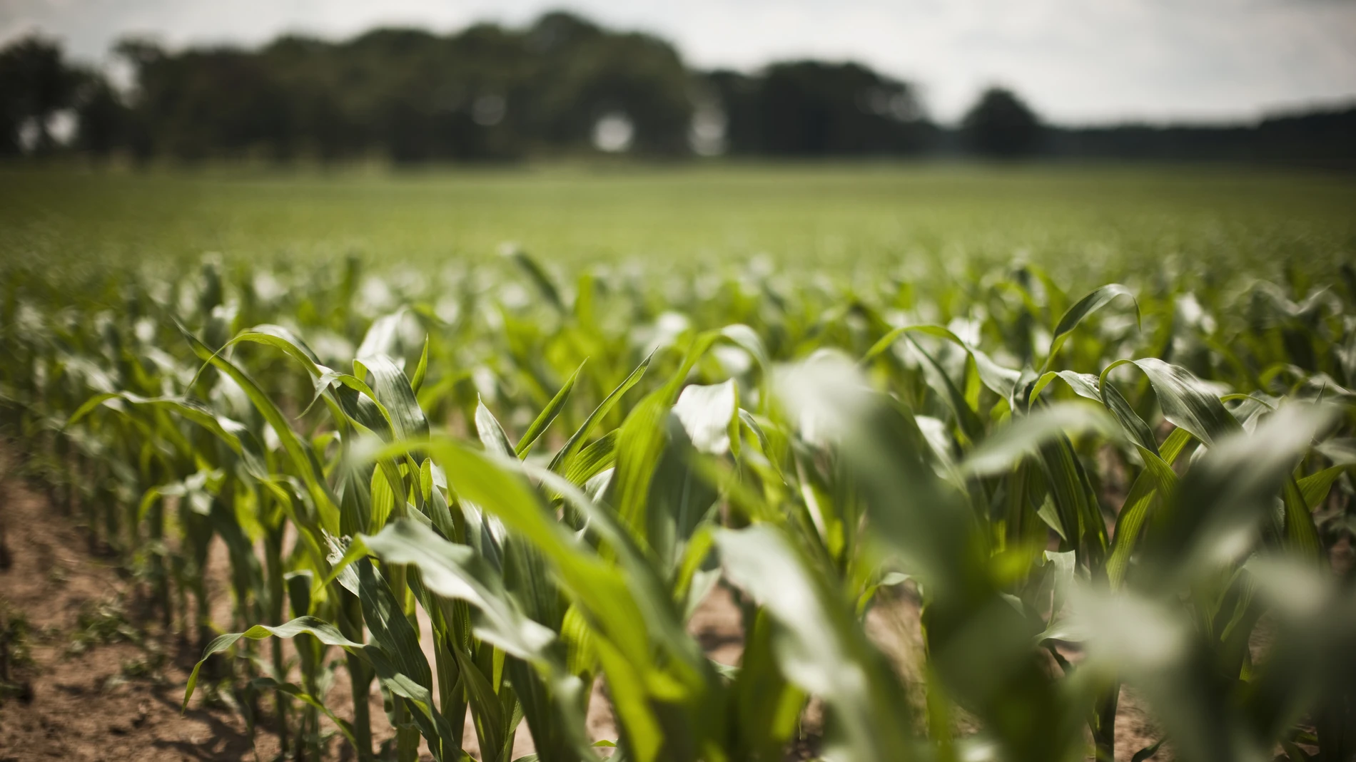 Corn