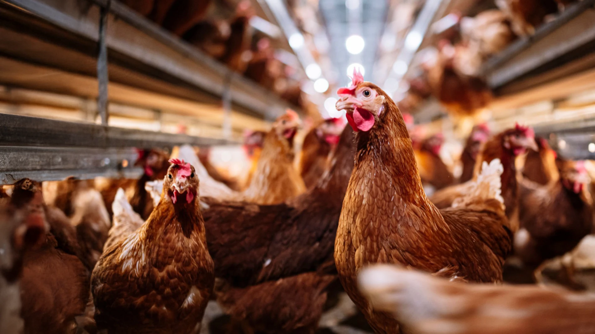 chickens